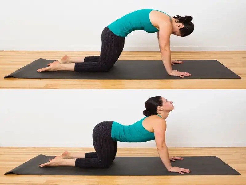 Bài tập yoga con mèo - con bò giúp xoa dịu đau nhức vùng cổ