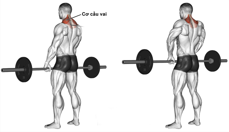 Vị trí của cơ cầu vai
