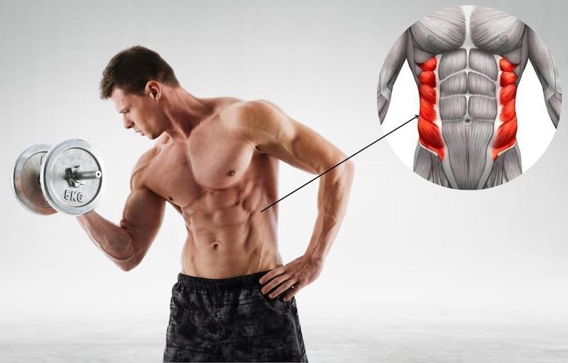 Cơ liền sườn đóng vai trò quan trọng trong vận động