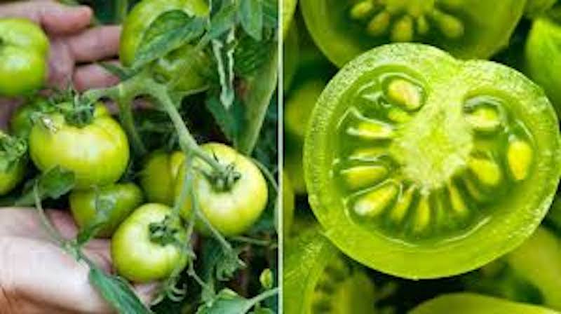 Nên tránh ăn trái xanh vì có thể làm tăng nguy cơ bị ngộ độc