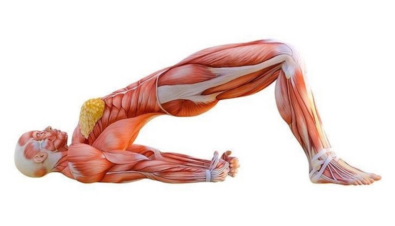 Động tác cây cầu tác động trên diện rộng
