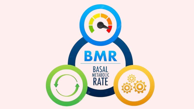 Chỉ số BMR phản ánh tỷ lệ trao đổi chất cơ bản của cơ thể