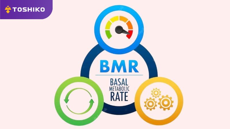 BMR là gì? Ý nghĩa và Cách tính BMR chuẩn
