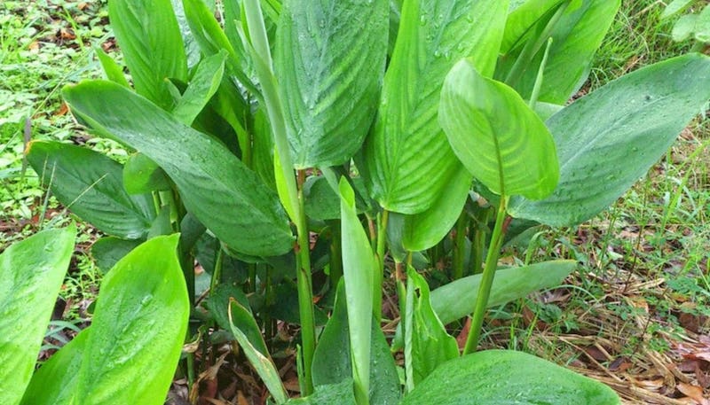 Cây bình tinh
