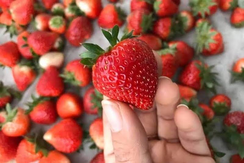 Chọn dâu còn nguyên cuống và không bị dập nát