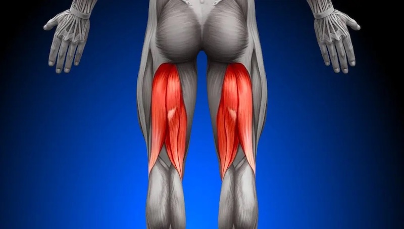 Cơ hamstring là nhóm cơ nằm ở mặt sau đùi