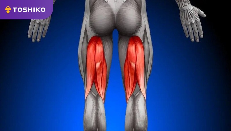 Hamstring là gì? Cấu tạo và một số bài tập cho cơ gân hamstring