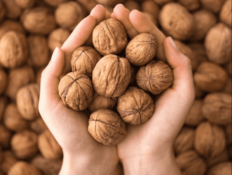 Walnut rất giàu giá trị dinh dưỡng