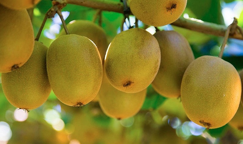Nên chọn mua quả tươi, không có đốm đen, sâu bệnh