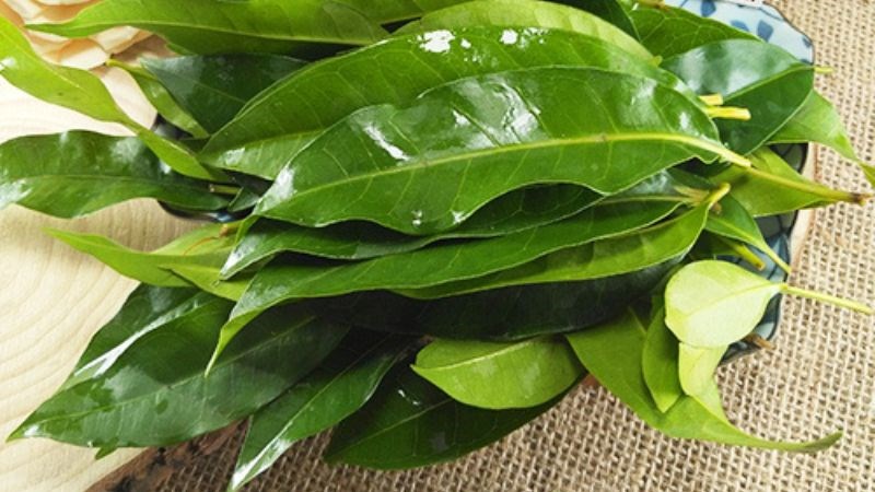 Không nên uống quá nhiều nước lá vối trong ngày