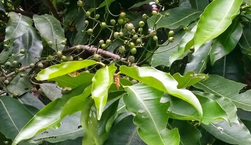Nước lá vối có thể hỗ trợ điều trị viêm đại tràng mãn tính