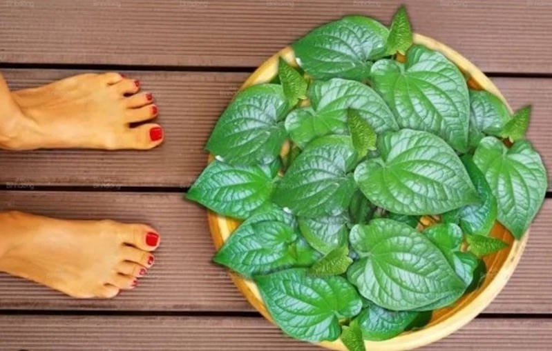 Lá lốt ngâm chân