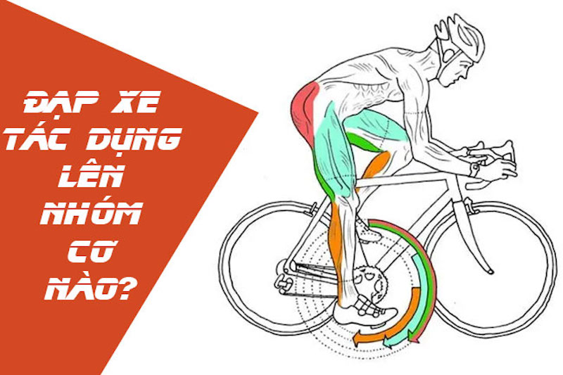 Xe đạp tập tác động lên nhiều khu vực cơ bắp