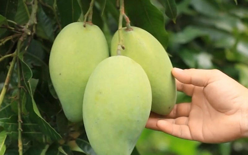 Nên chọn loại xoài phù hợp
