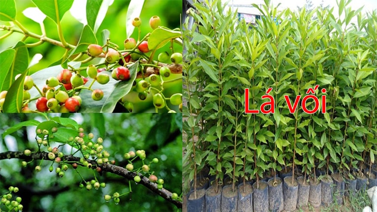 Lá vối có tác dụng gì? Có nên uống thường xuyên không?