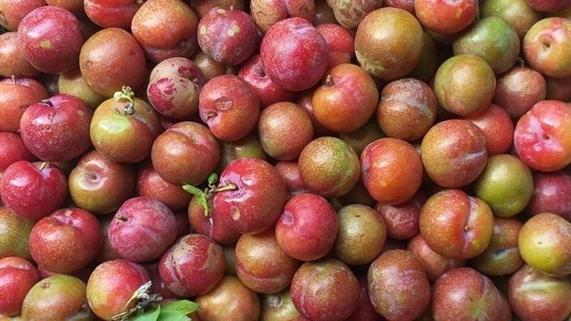 Ăn mận có nóng không? Ăn mận có lợi ích gì?, ảnh 10