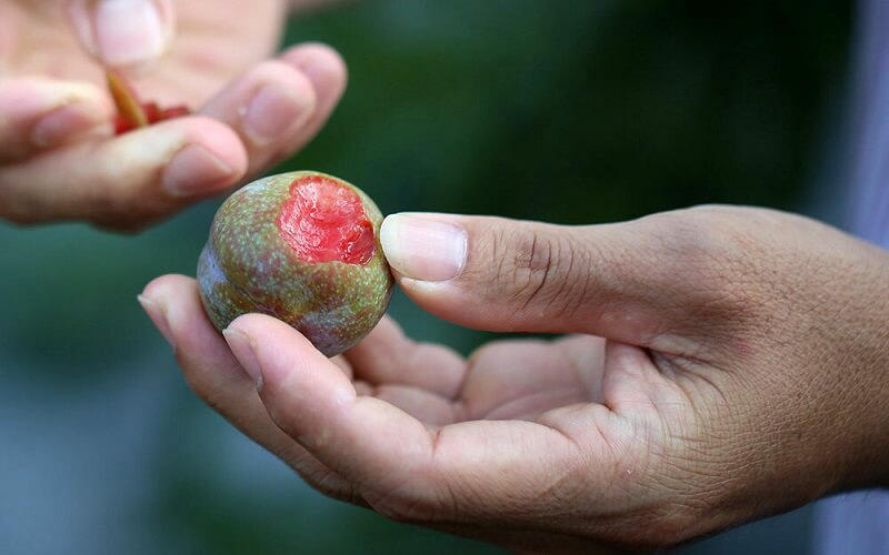 Ăn mận có nóng không? Ăn mận có lợi ích gì?, ảnh 2