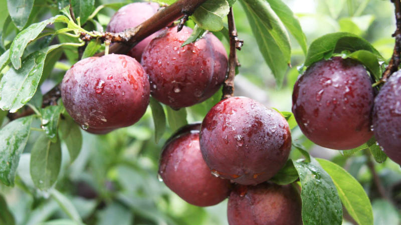 Ăn mận có nóng không? Ăn mận có lợi ích gì?, ảnh 8