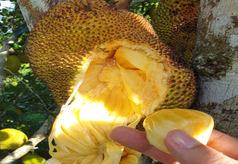 100g Mít bao nhiêu calo ? Những ai không nên ăn mít, ảnh 16