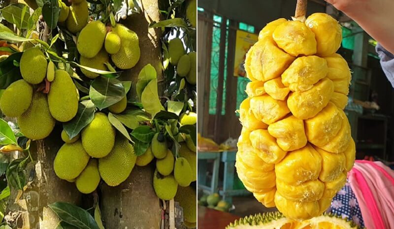 100g Mít bao nhiêu calo ? Những ai không nên ăn mít, ảnh 5