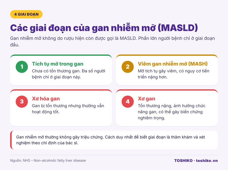 4 giai đoạn gan nhiễm mỡ MASLD từ tích mỡ đến xơ gan