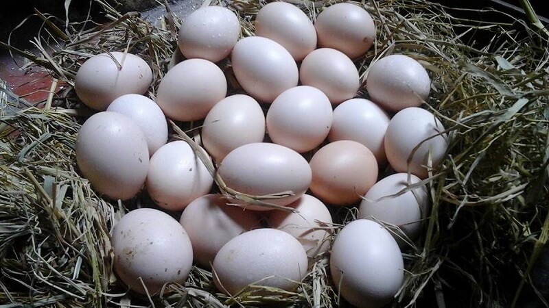 Lượng calo có trong 1 quả trứng gà ta sẽ chứa khoảng 62 calo