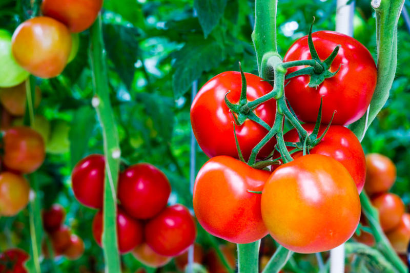 Giảm cân cấp tốc với cà chua tại nhà giúp đánh bay mỡ thừa