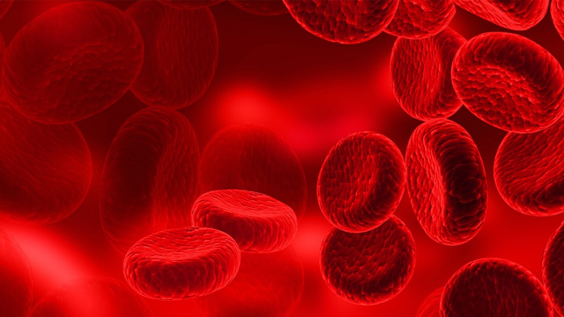 Vitamin B12 giúp phòng ngừa thiếu máu