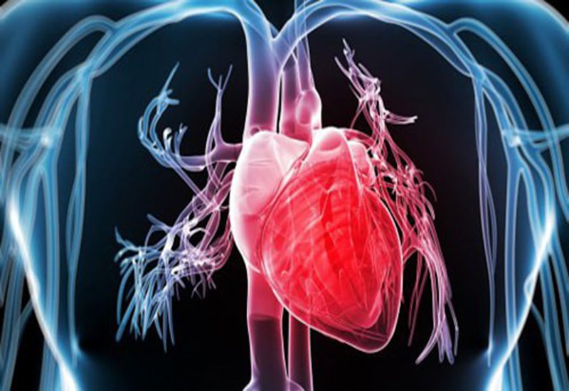 Khả năng ngăn ngừa các bệnh lý tim mạch
